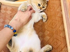 -momokira米努特·德文卷毛猫·棉花面纱犬