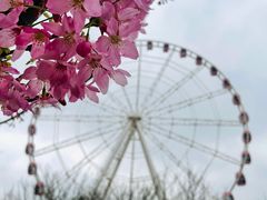 -顾村公园