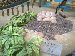 恐龙蛋-延庆地质公园博物馆