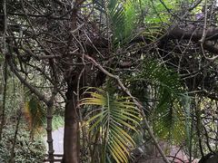 -深圳国际园林花卉博览园