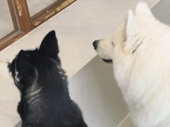 -共舞时光猫咖·狗咖(新街口店)