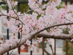 -高东镇樱花园