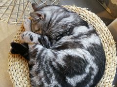 -猫儿山۰猫主题餐厅