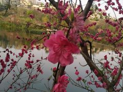 -重庆彩云湖湿地公园