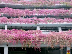 -深圳仙湖植物园