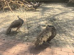 -西双版纳原始森林公园