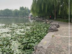 -洛阳市隋唐城遗址植物园
