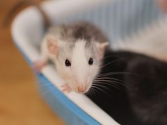 -藦茜花园宠物主题亲子互动体验馆(国顺东路店)