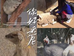 -费瑟代尔野生动物园