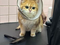 -FAELING PETS美天灵宠物(富力广场店)