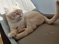 -猫腻·猫咖·撸猫馆(星光大道店)