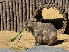 -沈阳森林动物园