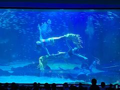 -海合安成都极地海洋公园