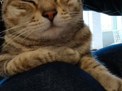 -猫儿山۰猫主题餐厅