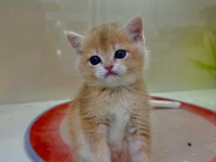 -青奢宠物·青奢猫舍