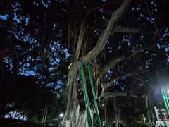 -古榕公园