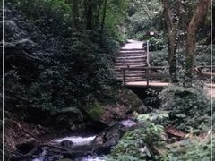 -莫里热带雨林景区