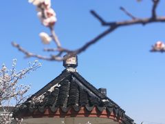-林屋梅海青梅保护基地
