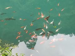 -大奇山国家森林公园
