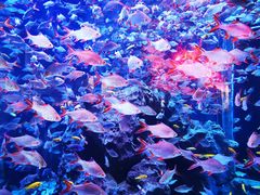 -成都浩海立方海洋公园