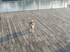 -永定河休闲森林公园