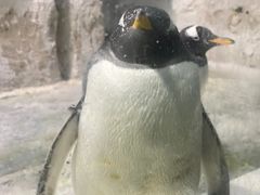 -大连圣亚海洋世界