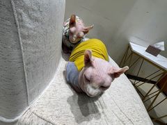 -藏猫猫咖啡主题馆(中央大道店)