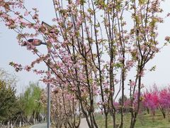 -洨河生态公园