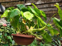 -深圳仙湖植物园