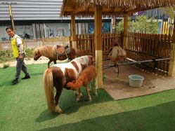 -萌宠亲子动物乐园(槐房万达店)