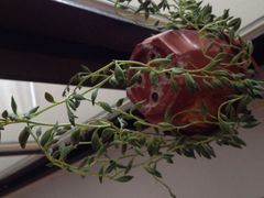 静香House-静香HOUSE·全时段融合餐厅(七星欢乐颂店)