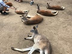 -可伦宾野生动物保护区