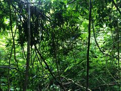 -中国科学院西双版纳热带植物园