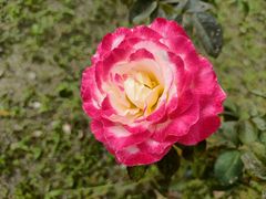 -鹅湖玫瑰文化园