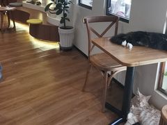 -有猫主题·治愈系猫咖(曾厝垵店)