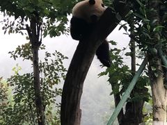 -卧龙中华大熊猫苑神树坪基地