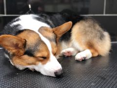 -小尾巴宠物店(万科·金域华庭店)