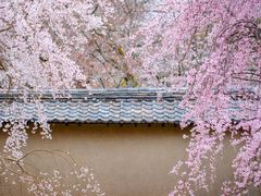 -醍醐寺
