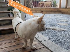 -椿风·养身茶饮(吉大店)