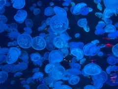 -江和美海洋公园