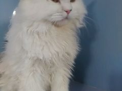 android_upload_pic-喵的天空名猫咖啡馆·撸猫·猫舍·用品