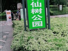 -神仙树公园