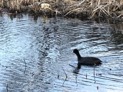 -洱海月湿地公园