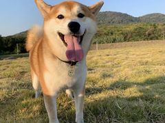 -萌宠之家·腊肠犬·马尔泰·小体犬舍