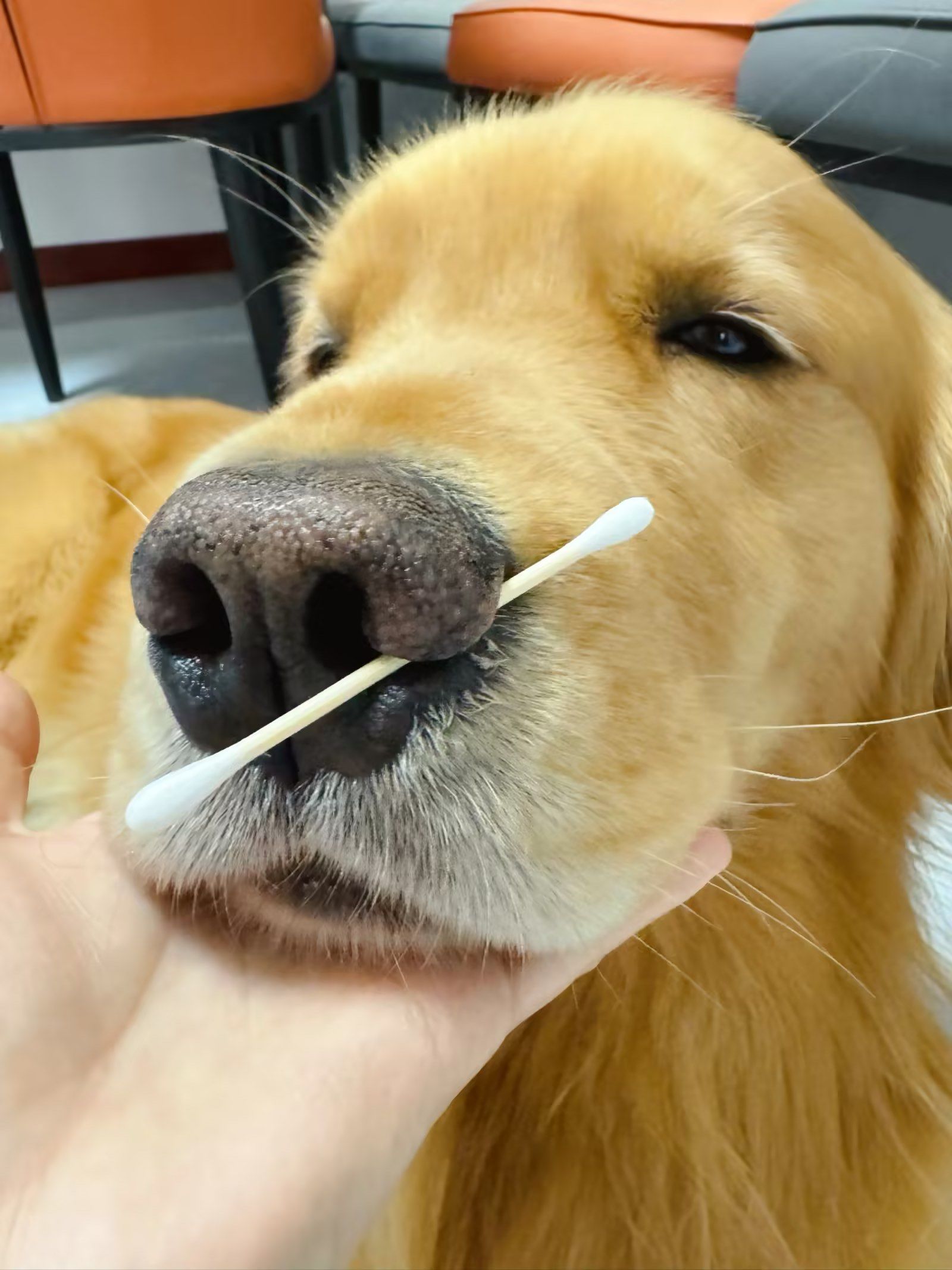 什么!狗鼻子这儿是通的?