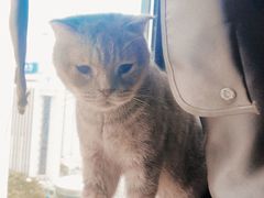 -喵园·猫主题咖啡厅·撸猫·猫咖(国贸店)