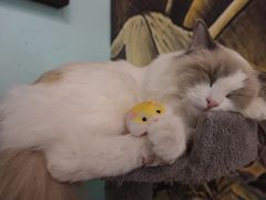 -猫小院猫主题餐厅(三里屯店)