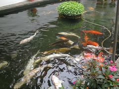 -寻味顺德·南记酒家·传统顺德菜·鱼生(广源路店)