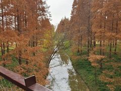 -黄海国家森林公园