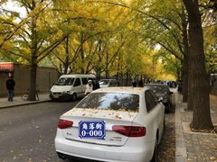 -三里屯东五街银杏大道